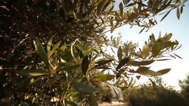 Olive trees on plantation — Stock Video