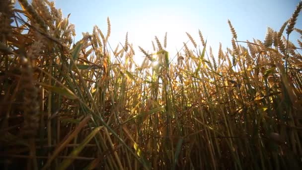 Pšenice v létě — Stock video