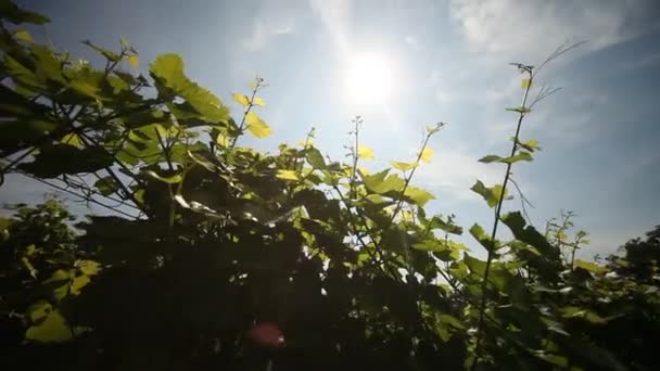 Виноградники Германии — стоковое видео