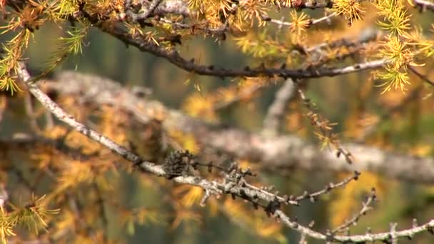 Conifer in Austrian alps — Stock Video