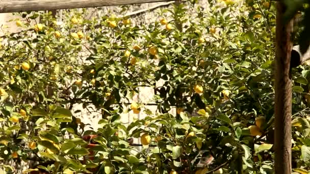 Zitronenbäume — Stockvideo