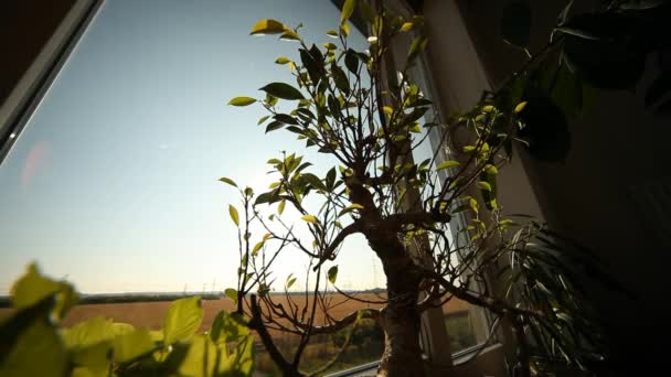 House plants and Bonsai — Stock Video