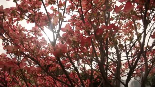 Flores em uma árvore — Vídeo de Stock