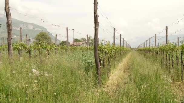 Wijnstokken groeien in Zuid-Tirol — Stockvideo