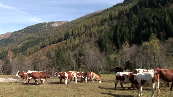 Vacas que pastan — Vídeo de stock