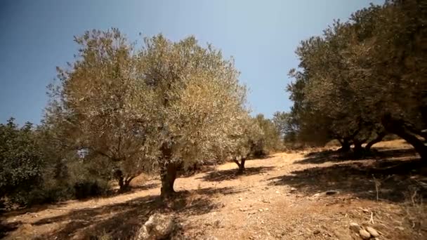 Оливкові дерева на плантації — стокове відео