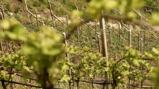 Wijnstokken groeien in Zuid-Tirol — Stockvideo