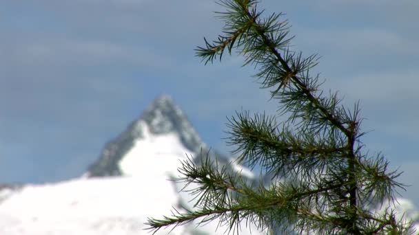 Branch and mountains in Austria — Stock Video