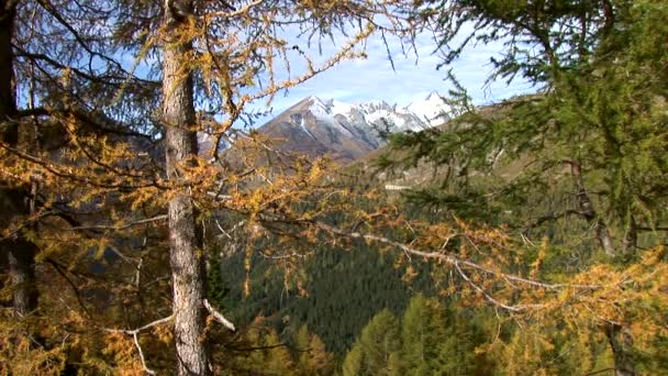 Skogen i österrikiska Alperna — Stockvideo