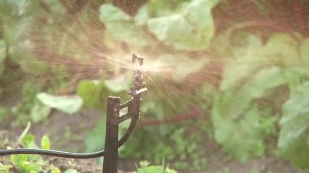 Sproeier in de tuin — Stockvideo