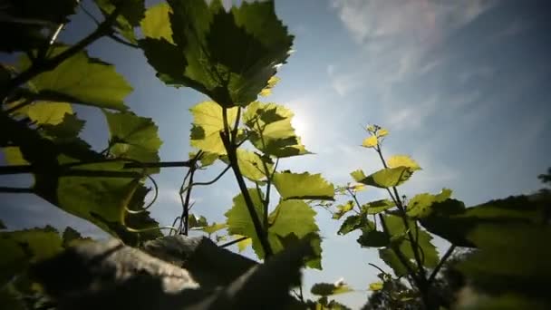 Vineyard in germany — Stock Video