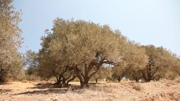 Bir çiftlikte zeytin ağaçları — Stok video