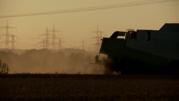 Kombajn zbożowy na grainfield — Wideo stockowe