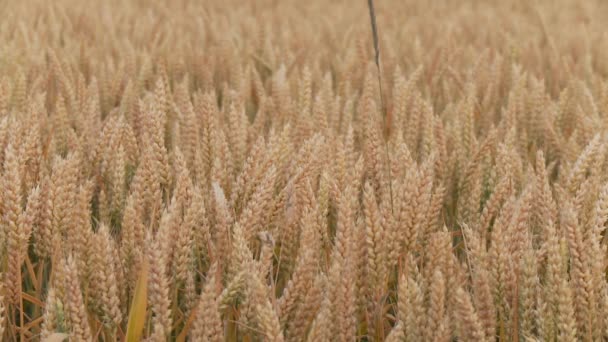 粮食领域的小麦 — 图库视频影像