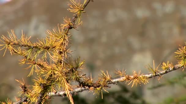 Хвойные деревья в австрийских Альпах — стоковое видео