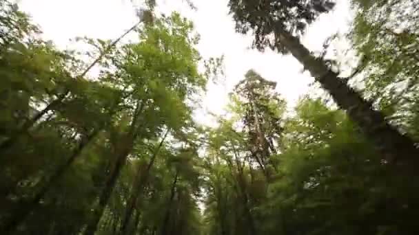 Driving in forest in south tyrol — Stock Video