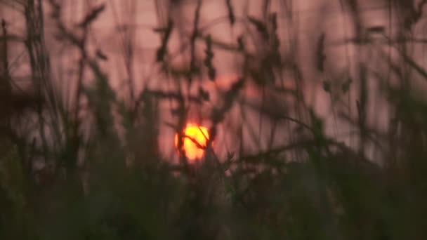 Acre al atardecer en Alemania — Vídeos de Stock