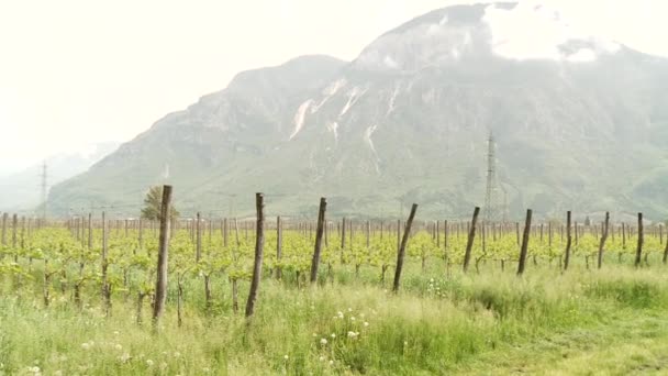 Wijnstokken groeien in Zuid-Tirol — Stockvideo