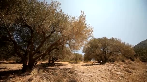 Olivenbäume auf Plantage — Stockvideo