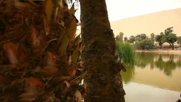 Oasis dans un désert — Video