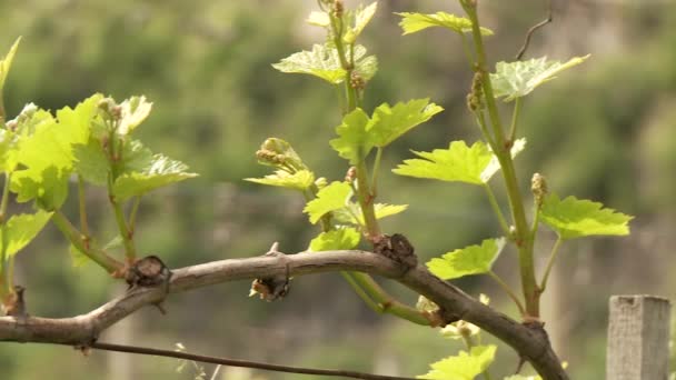 Vine growing in south Tyrol — Stock Video