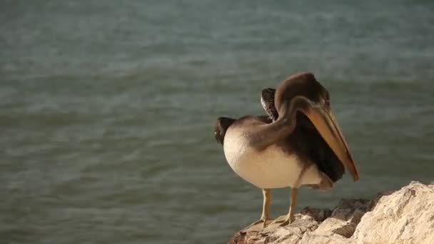 Pájaro pelícano — Vídeo de stock