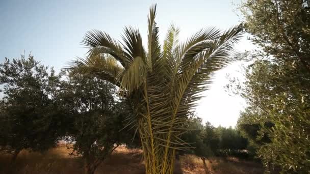 Сад з пальмами і оливковими деревами — стокове відео