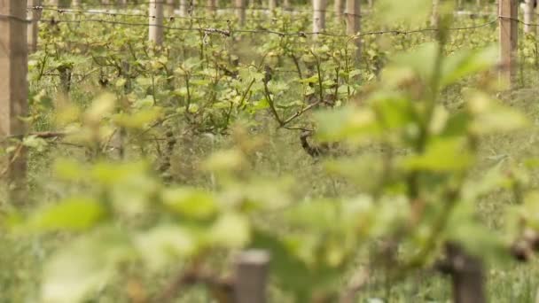 Wijnstokken groeien in Zuid-Tirol — Stockvideo