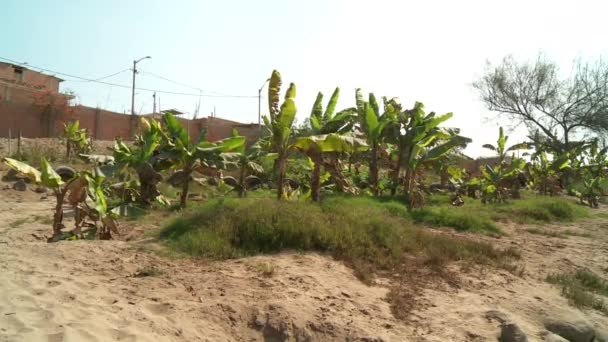 Банановые растения — стоковое видео