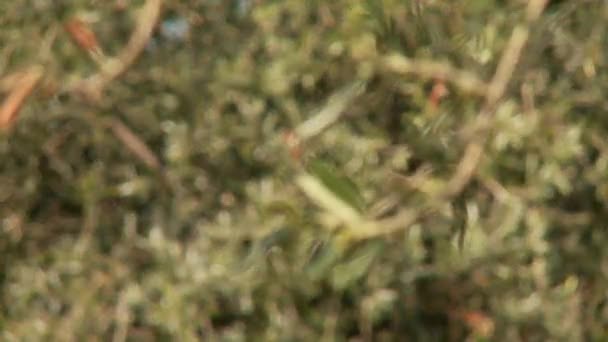 Olive tree plantation — Stock Video