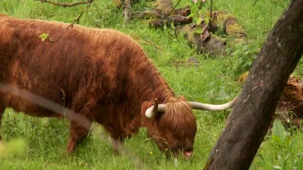 Cattle on meadow — Stock Video