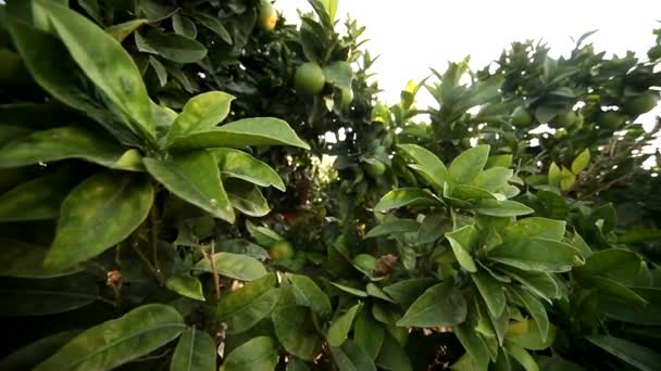 Lemon tree — Stock Video