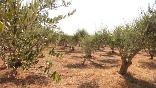 Olive trees on plantation — Stock Video