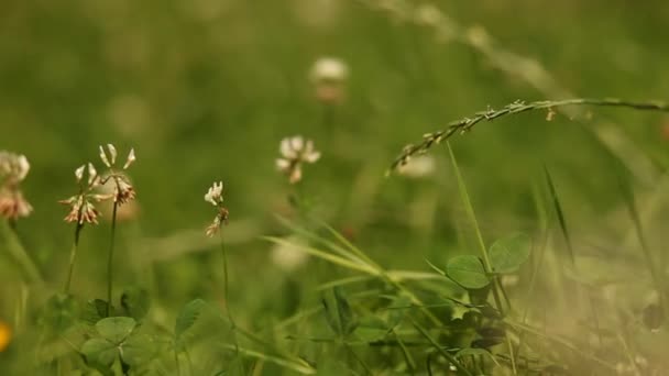 Green grass — Stock Video