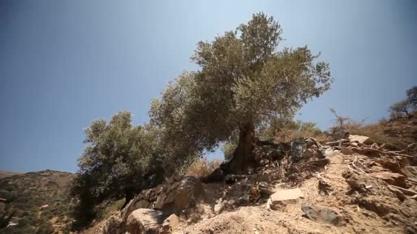 Оливковые деревья на плантациях — стоковое видео