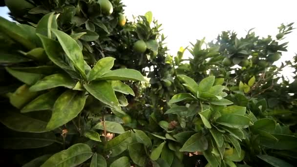 Lemon tree — Stock Video