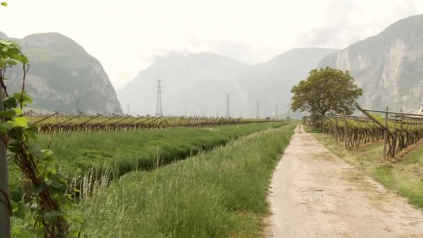 Viticoltura in Alto Adige — Video Stock