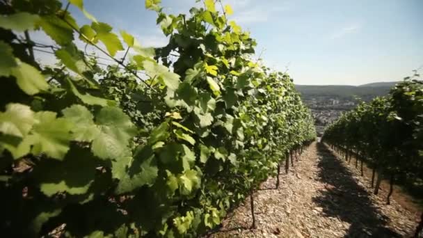 Vingård i Tyskland — Stockvideo