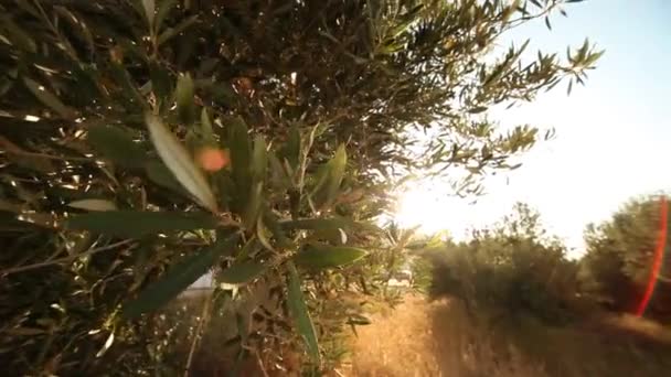 Olijfbomen op plantage — Stockvideo