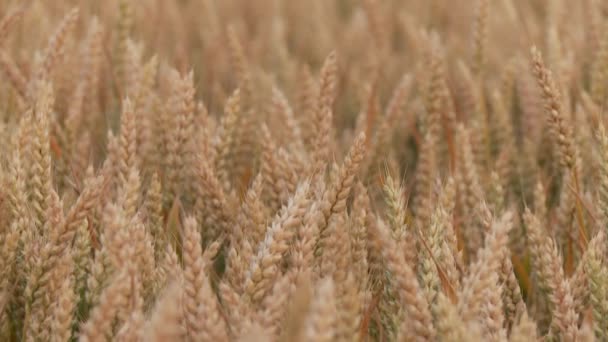 Зерновое поле пшеницы — стоковое видео