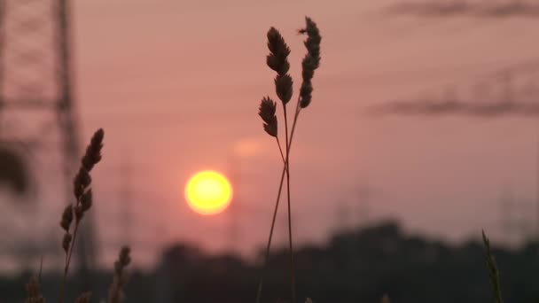 Akr na zachodzie słońca — Wideo stockowe