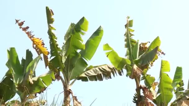 Bananväxter — Stockvideo