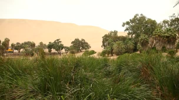 Оазис в пустыне — стоковое видео