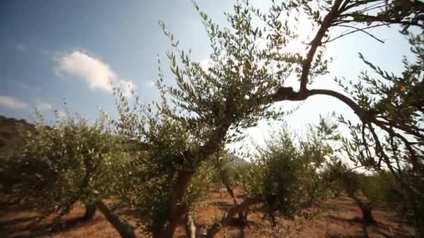 Olivos en plantación — Vídeo de stock