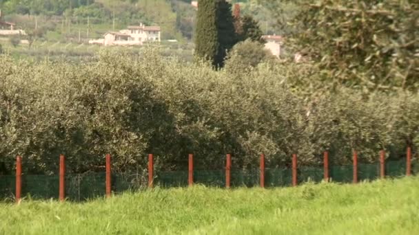 Плантация оливковых деревьев — стоковое видео