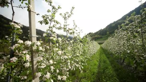 Plantación de manzana — Vídeos de Stock