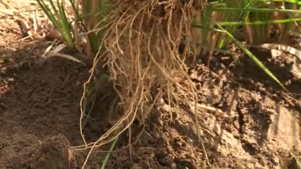 Plantas de hierba — Vídeos de Stock