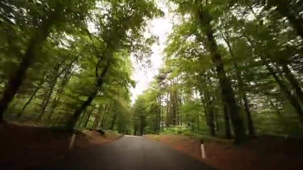 Conducir bosque en italia — Vídeo de stock