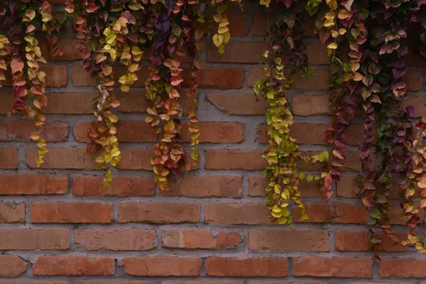 Renkli sonbahar sarmaşık yapraklı tuğla duvar