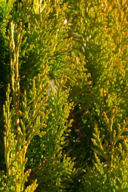 Renkli ardıç dalları güneşli bir günde kapanır